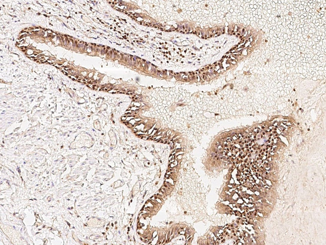 SAPK4 Antibody in Immunohistochemistry (Paraffin) (IHC (P))