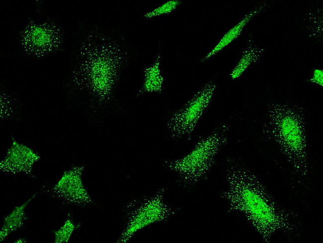 p38 MAPK Antibody in Immunocytochemistry (ICC/IF)