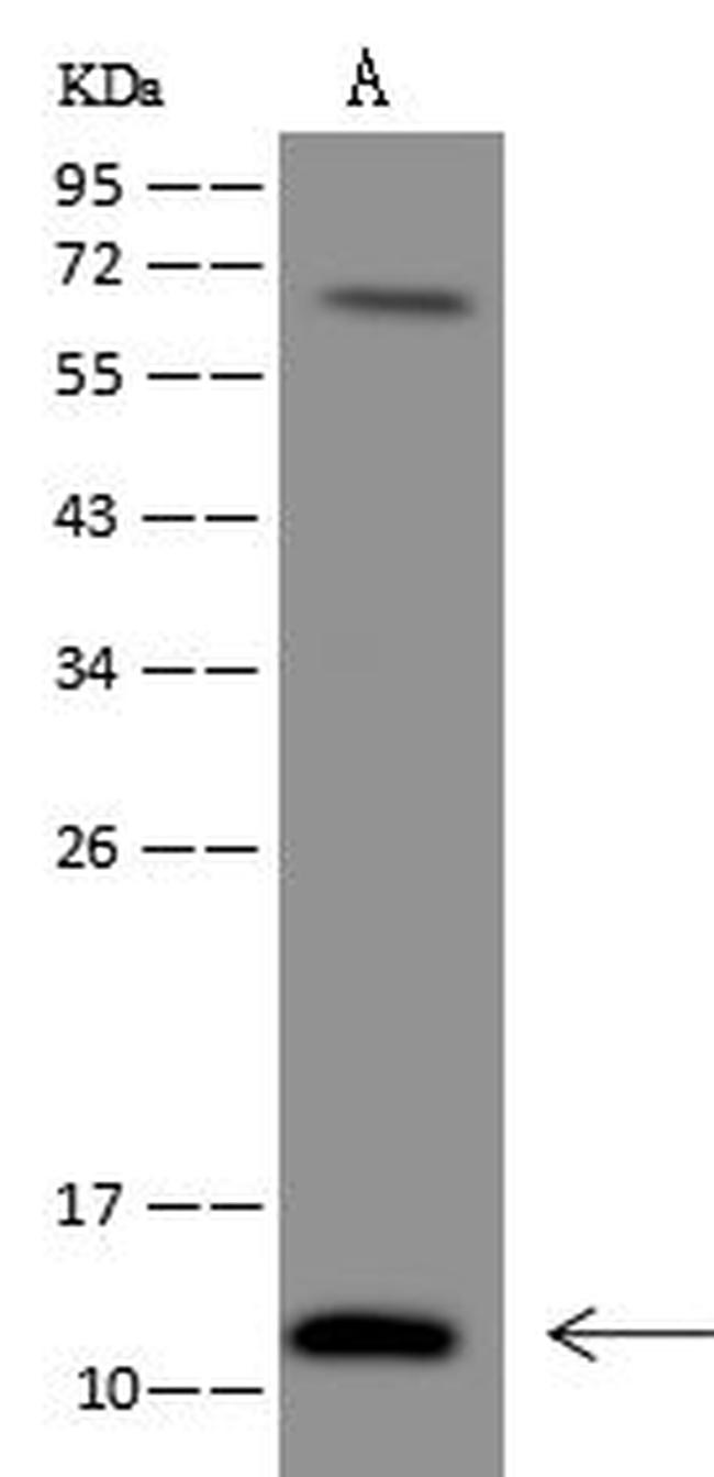C20orf166 Antibody in Western Blot (WB)