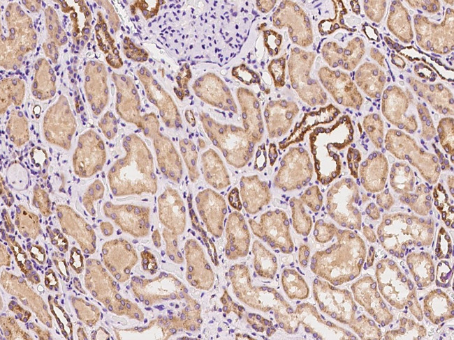 GBL Antibody in Immunohistochemistry (Paraffin) (IHC (P))