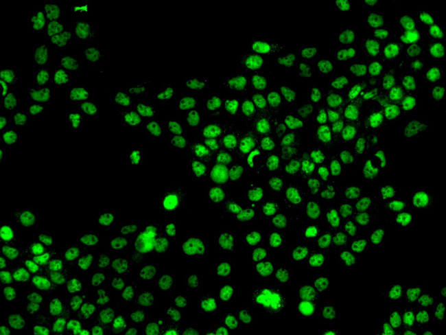 MNAT1 Antibody in Immunocytochemistry (ICC/IF)