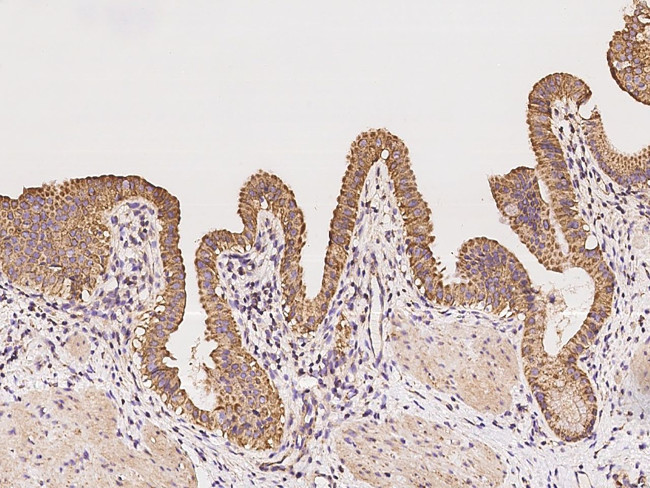 MRPL38 Antibody in Immunohistochemistry (Paraffin) (IHC (P))