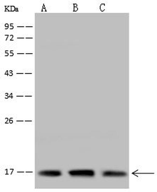 MRPL49 Antibody in Western Blot (WB)