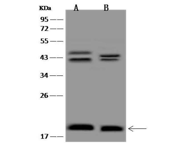 MRPS10 Antibody in Western Blot (WB)