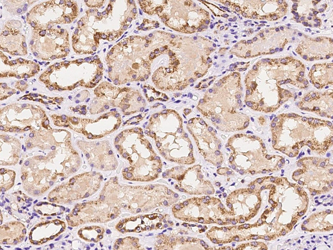 MRPS35 Antibody in Immunohistochemistry (Paraffin) (IHC (P))