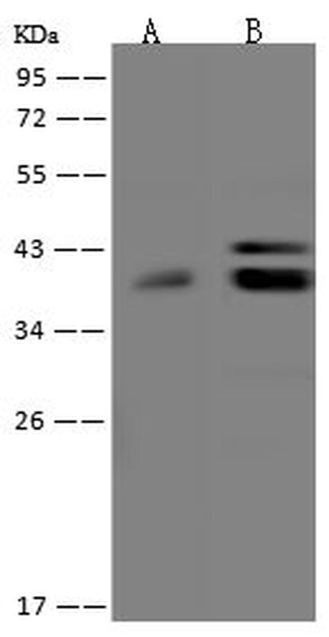 MTFR1 Antibody in Western Blot (WB)