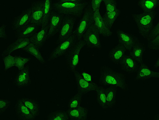 NANS Antibody in Immunocytochemistry (ICC/IF)