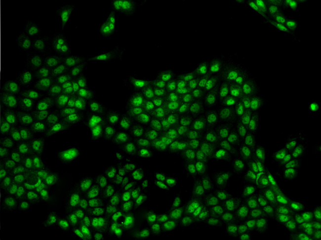 COBRA1 Antibody in Immunocytochemistry (ICC/IF)