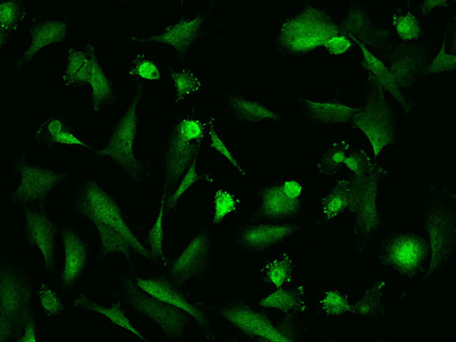 NQO2 Antibody in Immunocytochemistry (ICC/IF)