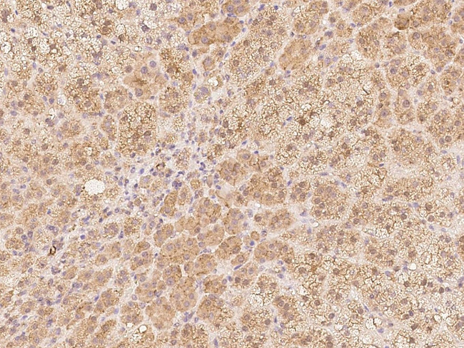 NTMT1 Antibody in Immunohistochemistry (Paraffin) (IHC (P))