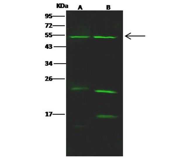 NUF2 Antibody in Western Blot (WB)