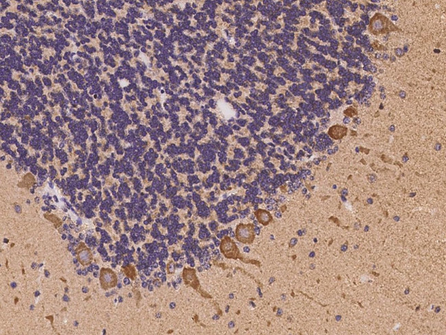 PITX3 Antibody in Immunohistochemistry (Paraffin) (IHC (P))