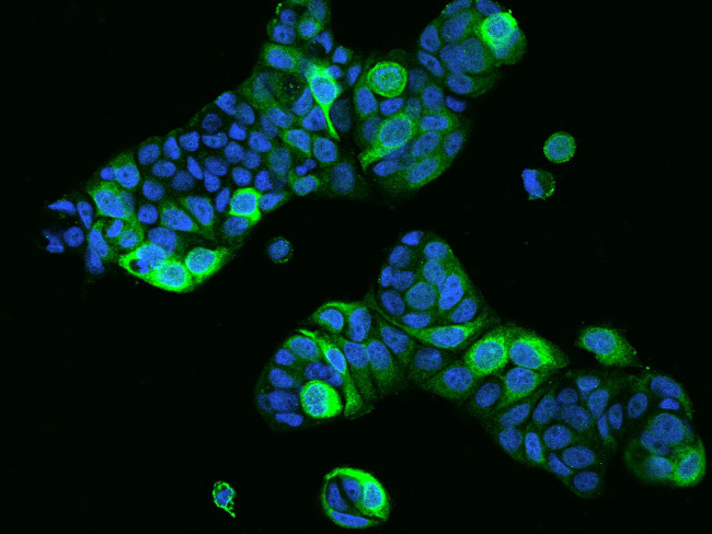 PRR11 Antibody in Immunocytochemistry (ICC/IF)