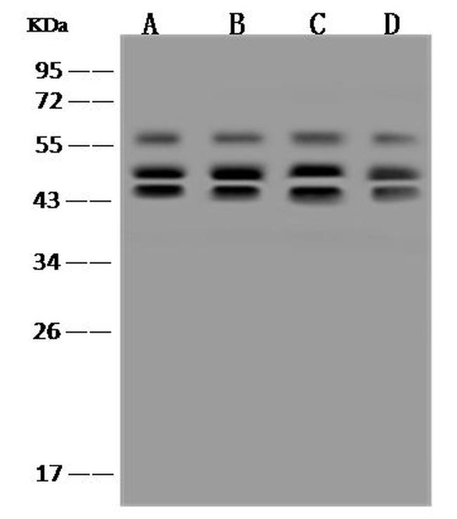 PSMD6 Antibody in Western Blot (WB)