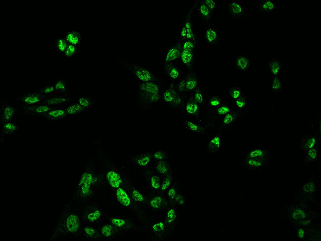 PSPC1 Antibody in Immunocytochemistry (ICC/IF)