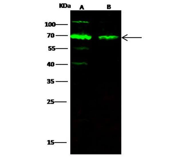 SHP-1 Antibody in Western Blot (WB)