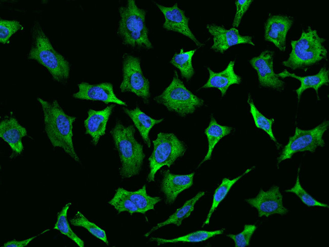 RPL29 Antibody in Immunocytochemistry (ICC/IF)
