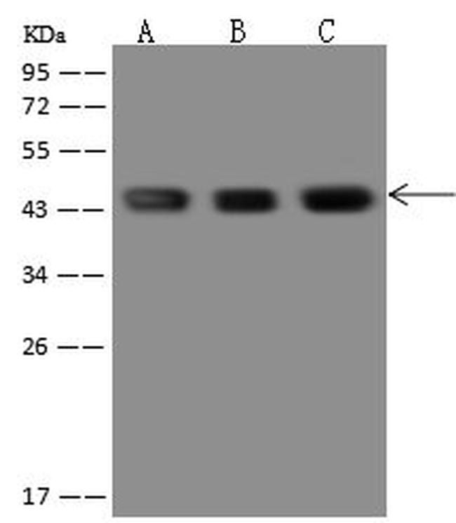 SEPT2 Antibody in Western Blot (WB)