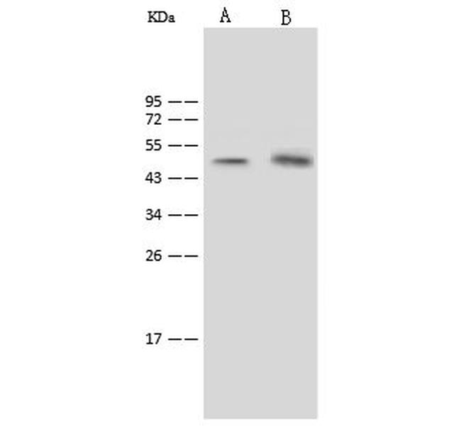 SGK1 Antibody in Western Blot (WB)
