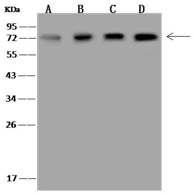 SNW1 Antibody in Western Blot (WB)