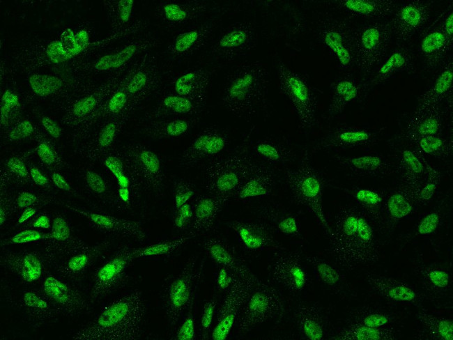 SP4 Antibody in Immunocytochemistry (ICC/IF)