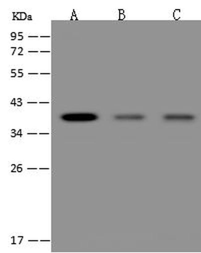 SPRY2 Antibody in Western Blot (WB)
