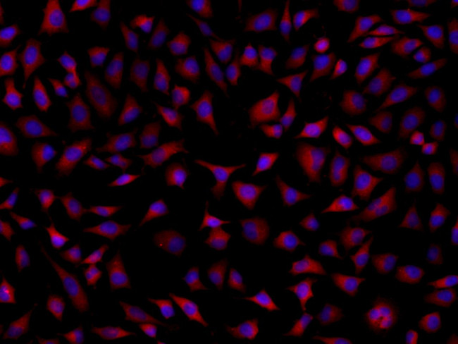 SRCRB4D Antibody in Immunocytochemistry (ICC/IF)