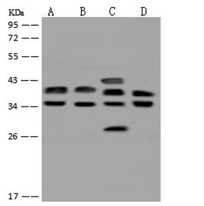 SUGT1 Antibody in Western Blot (WB)