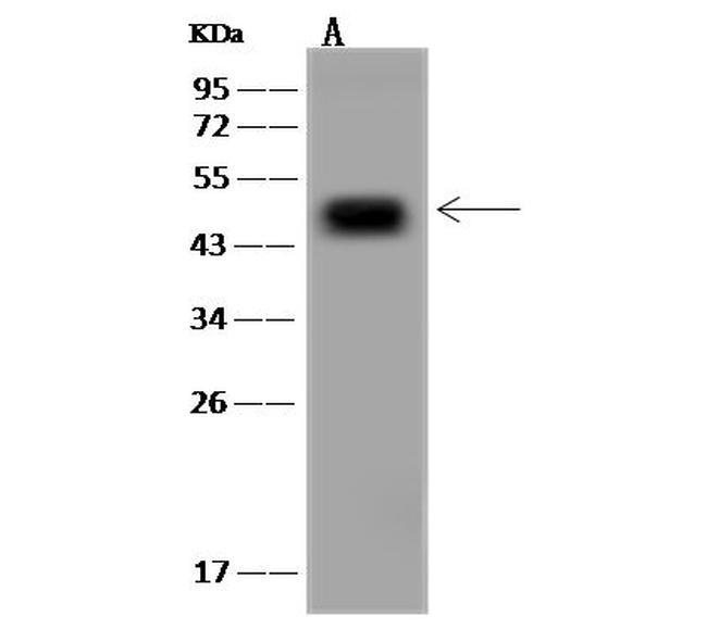 SYT13 Antibody in Western Blot (WB)