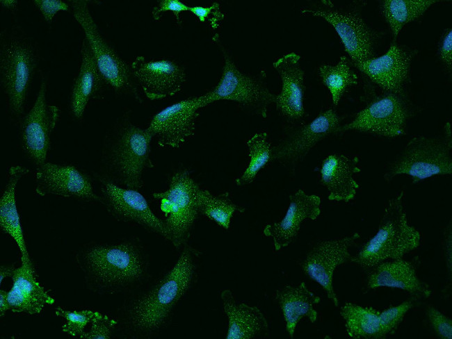 CKAP1 Antibody in Immunocytochemistry (ICC/IF)