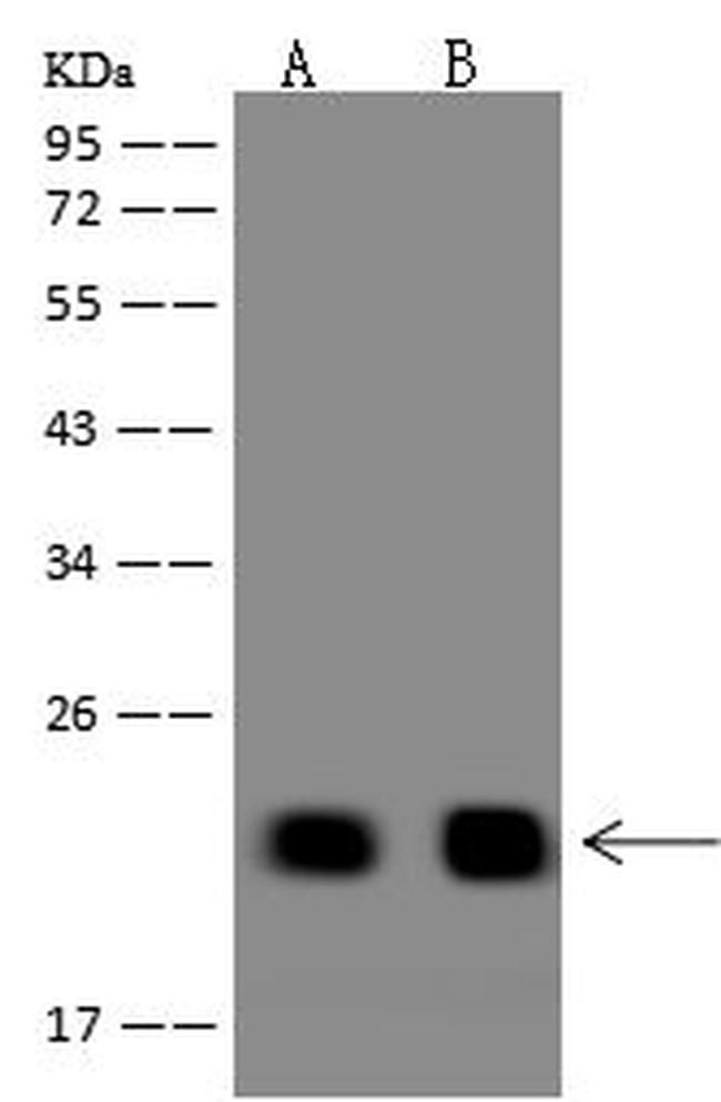 TMEM92 Antibody in Western Blot (WB)