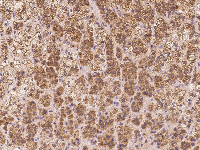 TSPAN2 Antibody in Immunohistochemistry (Paraffin) (IHC (P))