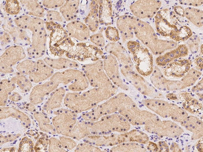 UNKL Antibody in Immunohistochemistry (Paraffin) (IHC (P))
