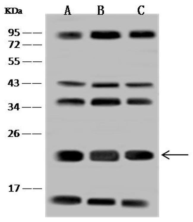VAMP7 Antibody in Western Blot (WB)