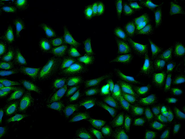 VAV1 Antibody in Immunocytochemistry (ICC/IF)