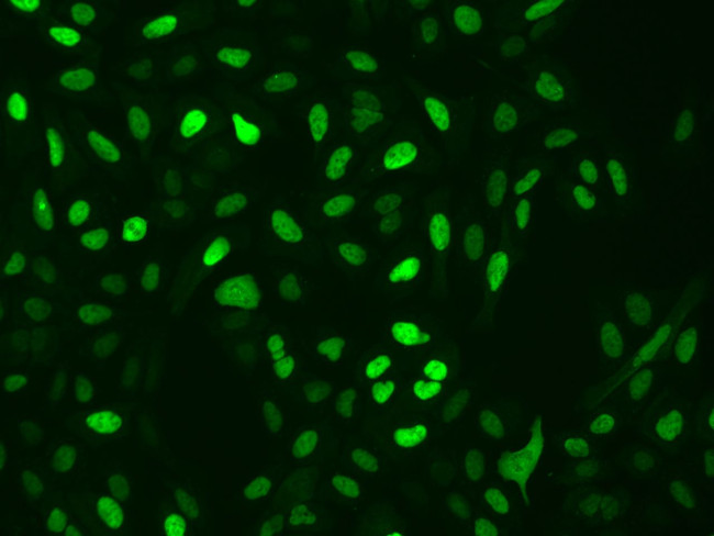 WDR61 Antibody in Immunocytochemistry (ICC/IF)