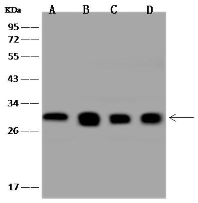 14-3-3 beta Antibody in Western Blot (WB)