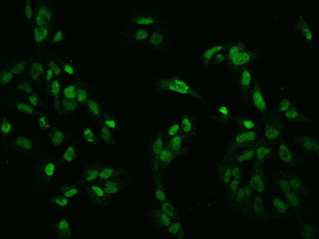ZNF192 Antibody in Immunocytochemistry (ICC/IF)