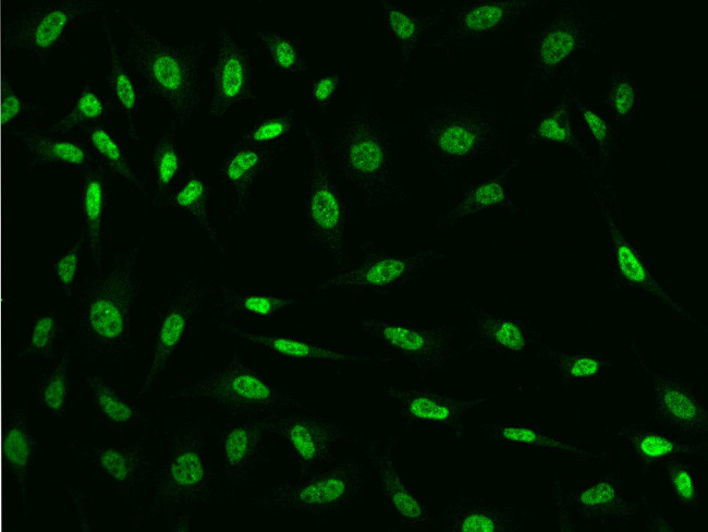 ZNF346 Antibody in Immunocytochemistry (ICC/IF)
