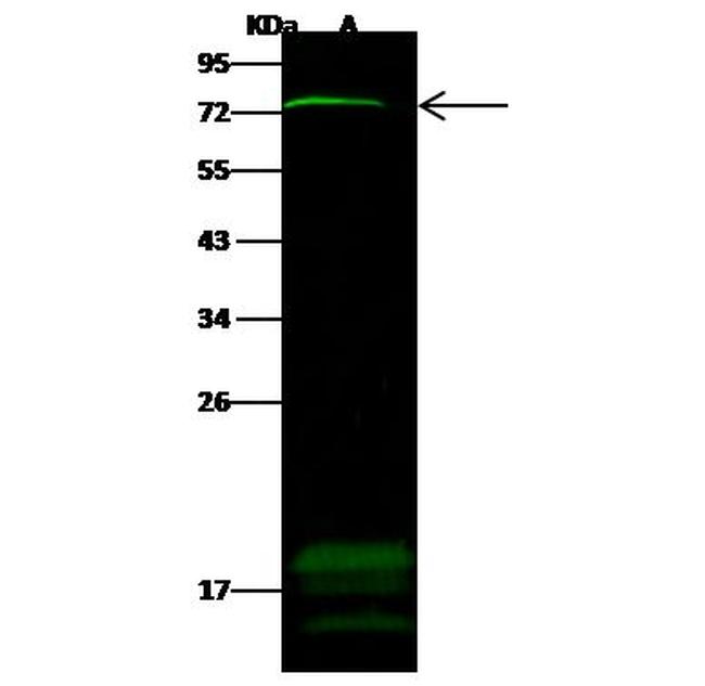 ZNF823 Antibody in Western Blot (WB)