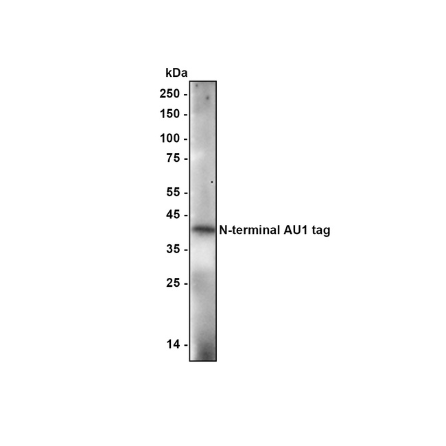 AU1 tag Antibody in Western Blot (WB)