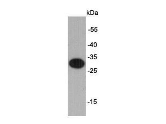 VSV-G Tag Antibody in Western Blot (WB)