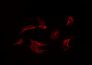 Phospho-MAPK15 (Thr175, Tyr177) Antibody in Immunocytochemistry (ICC/IF)