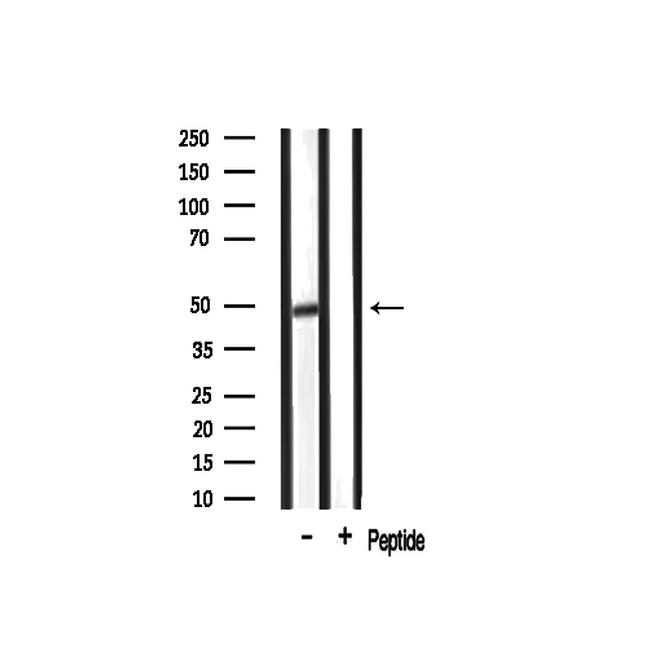 GPR68 Antibody in Western Blot (WB)