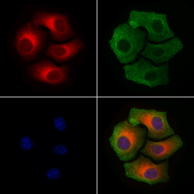 Phospho-Connexin 43 (Ser368) Antibody in Immunocytochemistry (ICC/IF)