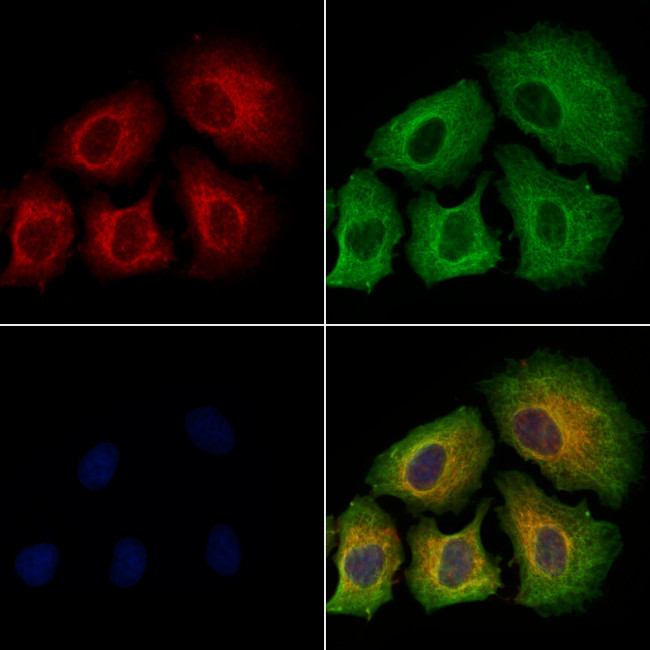 Phospho-IRS1 (Ser639) Antibody in Immunocytochemistry (ICC/IF)