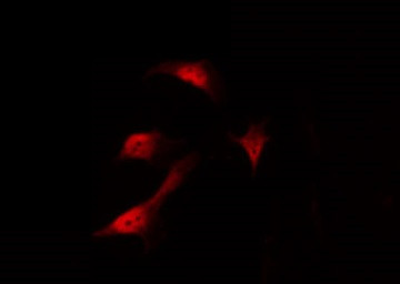 Phospho-C/EBP alpha (Ser21) Antibody in Immunocytochemistry (ICC/IF)