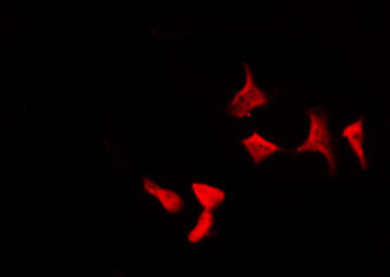 Phospho-RelB (Ser573) Antibody in Immunocytochemistry (ICC/IF)