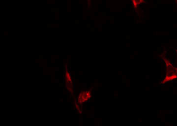 Phospho-BIK (Thr33) Antibody in Immunocytochemistry (ICC/IF)
