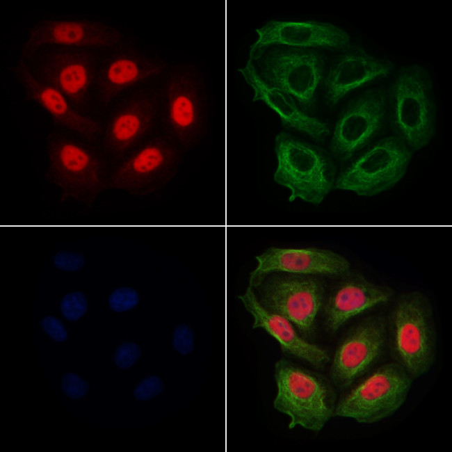 Phospho-RACGAP1 (Ser387) Antibody in Immunocytochemistry (ICC/IF)